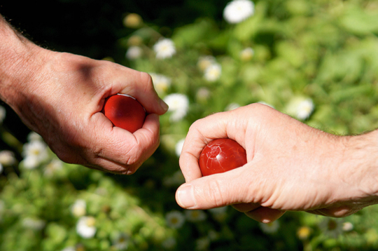 Lai uzvarētu olu kaujās, jāņem mazāka ola – ar nosacījumu, ka tā pareizi izvārīta. Lai uzvarētu olu kaujās, jāņem mazāka ola – ar nosacījumu, ka tā pareizi izvārīta.