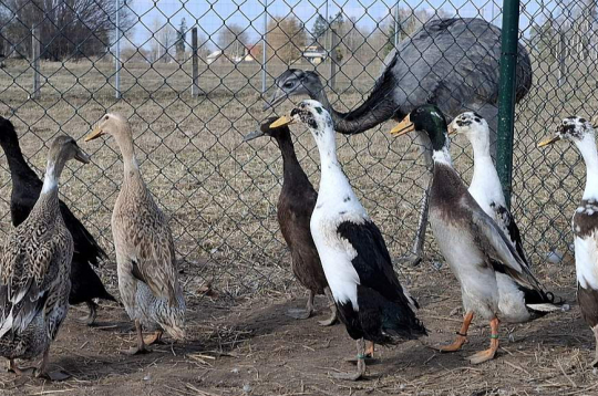 Raibajā Annas Astičas mājputnu saimē ir gan nandu strausi, gan arī pudeļpīles. Spānijas gliemeži dārzā un sētā nav manīti, tik lielie melnīgie kailgliemeži – tos tāpat kā parastos pīles ēd gardu muti.