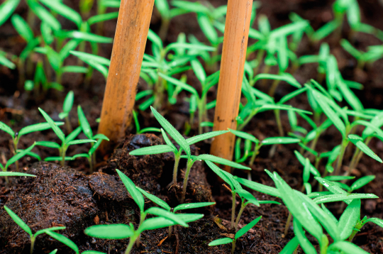 Sējumu izcilā ar irbulīšiem, lai jaunajiem audziņiem nenorautu saknīti.