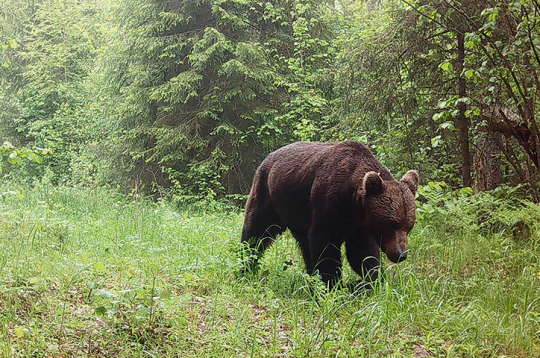 Slēpņu kamerās iegūts fotoattēls.