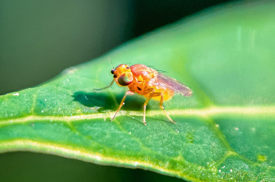 Trihogrammu dzīves ilgums ir 10–11 dienu, pēc tam darbu turpina nākamā paaudze.