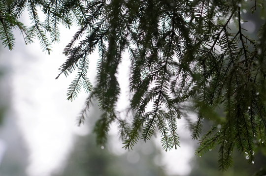 Egļu zars ar lietus lāsēm. 