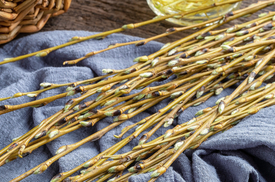 Vītolus jau izsenis lieto ārstniecībai, visplašāk – baltā vītola mizu. Vītolus jau izsenis lieto ārstniecībai, visplašāk – baltā vītola mizu.