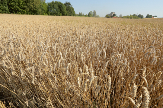 Eksperti ir vienisprātis – lai sasniegtu stabilu un rentablu ražu, vispirms labi jāiepazīst savi lauki un sistemātiski jārisina gan augsnes, gan saimniecības pārvaldības jautājumi. Attēlā: ziemas kviešu šķirne 'Achim'.
