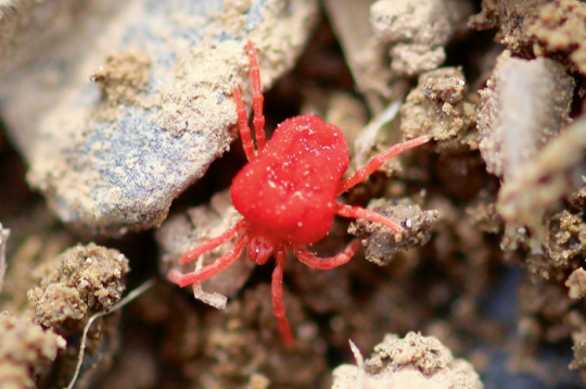 Augsnē var dzīvot piecas tonnas slieku, piecas tonnas baktēriju, sēņu, daudzkāju, ērču, to skaitā arī samtērce, kas ir ierasts mūsu augšņu iemītnieks.