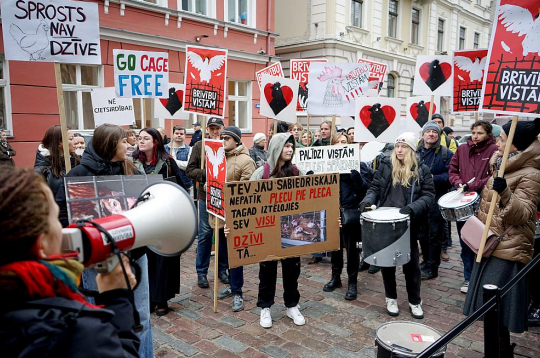 Dzīvnieku aizsardzības organizācija "Dzīvnieku brīvība" 1. aprīlī pie Saeimas ēkas rīkoja piketu, aicinot deputātus atkārtoti virzīt likumprojektu par aizliegumu Latvijā turēt dējējvistas industriālajos sprostos. Dzīvnieku aizsardzības organizācija "Dzīvnieku brīvība" 1. aprīlī pie Saeimas ēkas rīkoja piketu, aicinot deputātus atkārtoti virzīt likumprojektu par aizliegumu Latvijā turēt dējējvistas industriālajos sprostos.