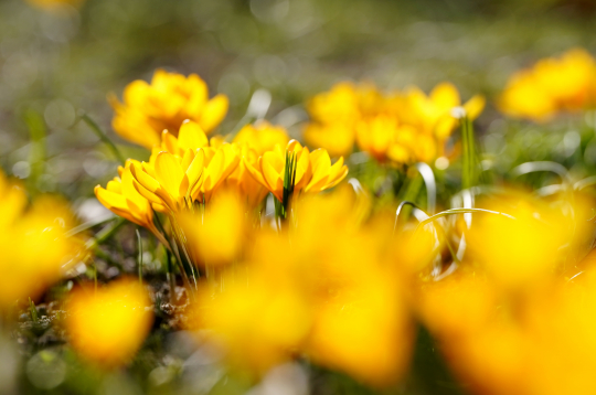 Krokusi Uzvaras parkā. Pavasaris.