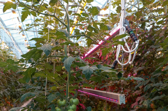 Mazāk slāpekļa nozīmē ģeneratīvāku, spēcīgāku augu, kas vairāk cukuru novirza augļiem.