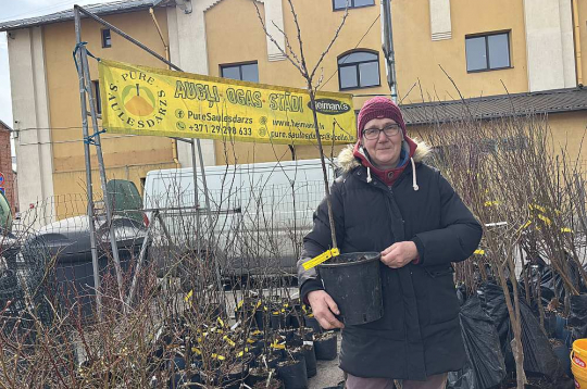 "Cilvēki pieprasa aizvien vairāk ērtību ražas vākšanā un selekcionāri izpilda pasūtījumu," teic stādaudzētavas "Saulesdārzs Pūre" saimniece Melita Dimza. "Mūsu sortimentā šopavasar ir divas augststumbra ērkšķogu šķirnes – 'Invikta' un 'Hinnonmaki red'." "Cilvēki pieprasa aizvien vairāk ērtību ražas vākšanā un selekcionāri izpilda pasūtījumu," teic stādaudzētavas "Saulesdārzs Pūre" saimniece Melita Dimza. "Mūsu sortimentā šopavasar ir divas augststumbra ērkšķogu šķirnes – 'Invikta' un 'Hinnonmaki red'."