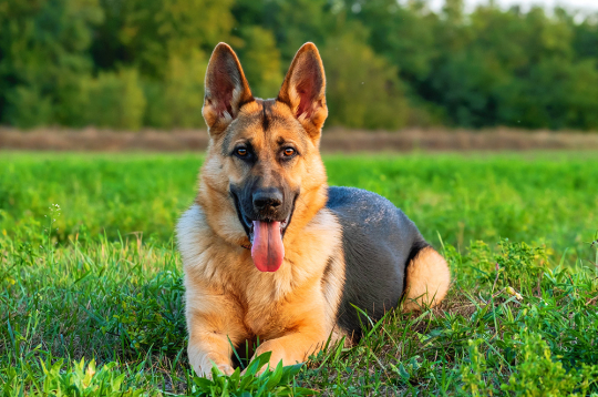 Vācu aitusuns. Ilustratīvs attēls. Vācu aitusuns. Ilustratīvs attēls.