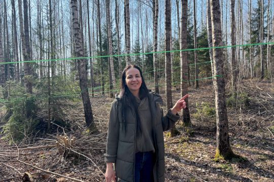 "Kainaižu" saimniece Līvija Letīcija Labanovska uzsver bērza sulas vākšanas industrializācijas priekšrocības – tikpat kā nav fiziskā darba, un sulai visu laiku jāatrodas slēgtā vidē.