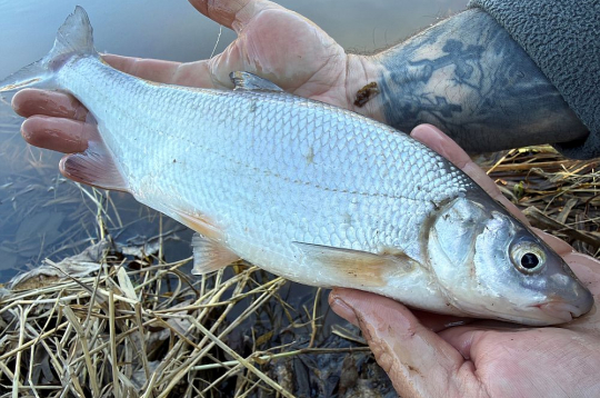 Abavas sudrabotā vimba.