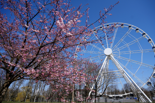 Ziedošas sakuras un Rīgas panorāmas rats pavasarī.