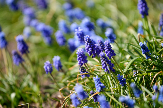 Pavasaris. Ziedošas muskares Uzvaras parkā.