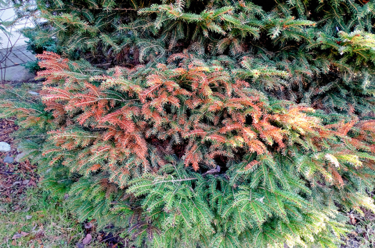 Visizteiktāk saules apdegumi veidojas tieši virs sniega līnijas, kur skujas pakļautas gan tiešajiem, gan atstarotajiem saules stariem.