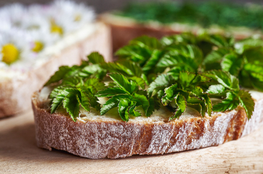 Pirmie zaļumi uz maizītes. Pirmie zaļumi uz maizītes.