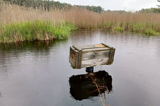 Bebra darbības rezultātā mākslīgā ligzdvieta kļuvusi pieejama Amerikas ūdelei. Bebra darbības rezultātā mākslīgā ligzdvieta kļuvusi pieejama Amerikas ūdelei.