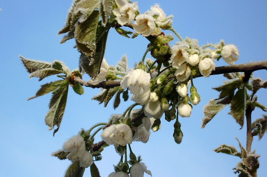Lai gan pērn apdrošināšanas atbalsta likme augļkopības, ogulāju un dārzeņu platībām tika ievērojami palielināta, nozare vērtē, ka būtiskākos riskus, piemēram, pavasara salnu postījumus,