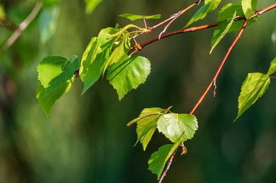 Bērza jaunās lapiņas.