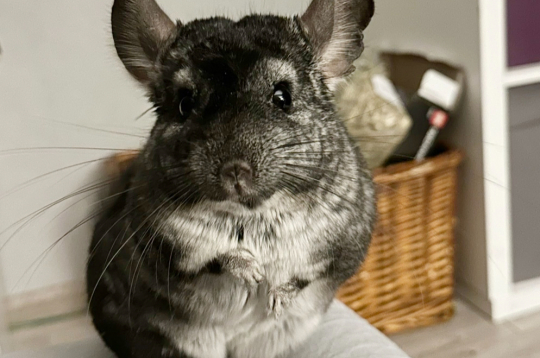 Šinšī patlaban ir pieci gadiņi. Izrādās, ka šinšilas var dzīvot līdz
pat divdesmit gadiem.