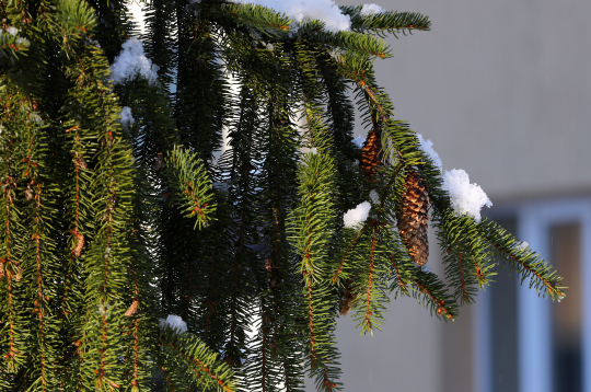 Apsnidzis egles zars.