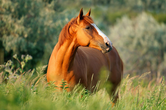 Ilustratīvs attēls.