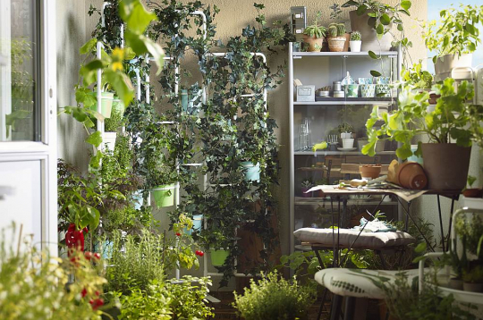 Augus ieteicams kārtot vertikāli, tādējādi ekonomējot telpu.