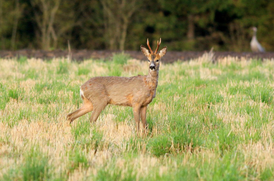 Kombinējot sējumus, krūmus un augļu kokus, meža klajumos vai to malās iespējams ne tikai veidot vidi, kurā piebarot stirnas, bet arī panākt, ka dzīvnieki vēlas tur uzturēties pastāvīgi.