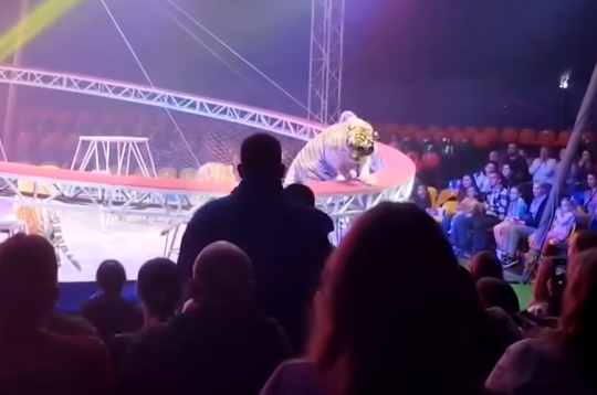 Cirka izrādes tīģeris mirkli pirms ieiešanas skatītāju rindās.