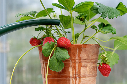 Karstā un saulainā laikā augi bieži jālaista.