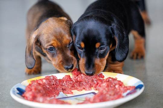 Pie svaigbarošanas dzīvniekus pieradina jau no mazotnes.