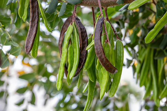 Ceratonijas augļi ir līdz 20 cm garas pākstis ar spīdīgu, ādainu mizu.