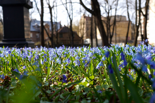 Zilsniedzītes Lielajos kapos.