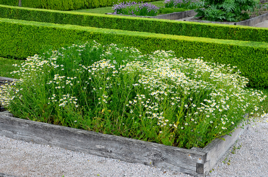 Kumelītes ir mazprasīgas, viegli audzējamas un piemērotas arī augstajām dobēm.