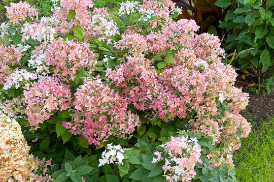 Skarainajai hortenzijai ‘Living Touch of Pink’ apgriež tikai dzinumu galus.