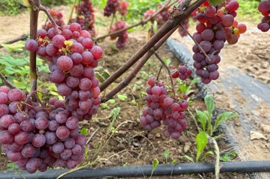 ‘Somerset Seedless’
