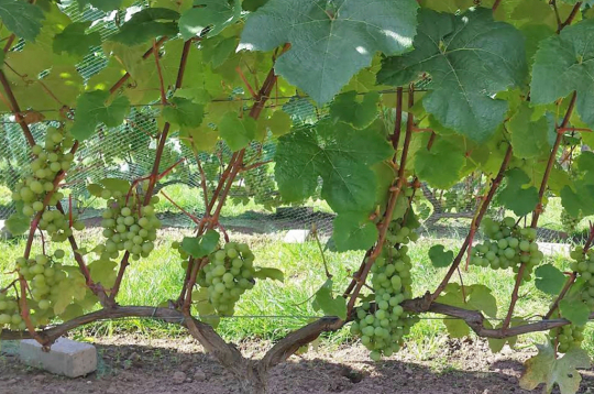 'Supaga' vīnkoks veidots pēc divu plecu kordina principa.