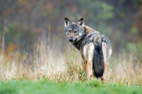 Vilks.