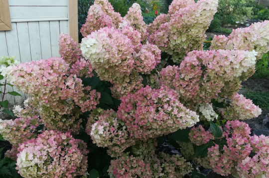 Hortenzijas.