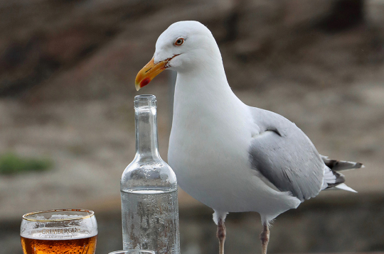 Kaija pārtikas meklējumos var apreibināties, lietojot bez uzraudzības atstātu alkoholu, kā rezultātā tām rodas dezorientācija, vemšana un nespēja nostāvēt kājās. Anglijā ir izglābtas daudzas piedzērušās kaijas, kas cieš no “paģirām”. Kaija pārtikas meklējumos var apreibināties, lietojot bez uzraudzības atstātu alkoholu, kā rezultātā tām rodas dezorientācija, vemšana un nespēja nostāvēt kājās. Anglijā ir izglābtas daudzas piedzērušās kaijas, kas cieš no “paģirām”.