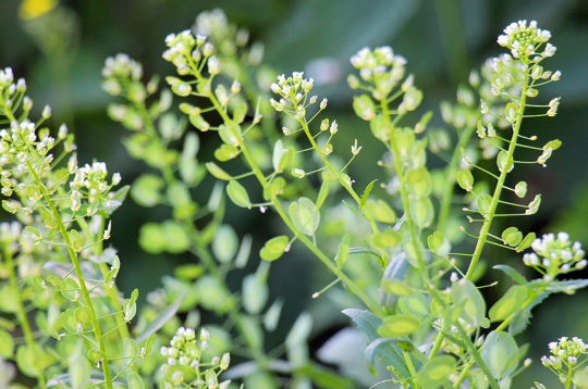 Tīruma naudulis satur flavonoīdus, glikozīdus, saponīnus, alkaloīdus, augu eļļas, linolskābi, oleīnskābi un citas dabīgās taukskābes, C vitamīnu un citas vērtīgas vielas.