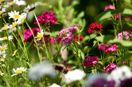 Studentu neļķes un margrietiņas. Studentu neļķes un margrietiņas.