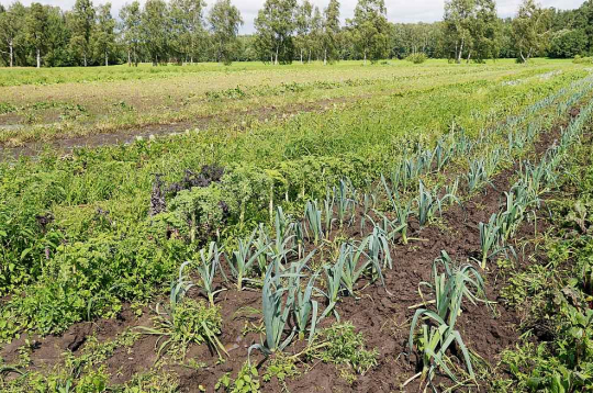 Pērn darījumu skaits ar lauksaimniecības zemi sarucis, mazākas nekā iepriekš bijušas arī pārdotās platības.