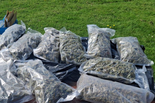 Policija Latgalē izņem rekordlielu marihuānas daudzumu.