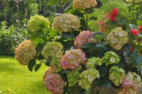 Hortenzijas veido smagas ziedkopas, tādēļ pārāk viegls vai šaurs pods var apgāzties vējā un traumēt dzinumus. Hortenzijas veido smagas ziedkopas, tādēļ pārāk viegls vai šaurs pods var apgāzties vējā un traumēt dzinumus.