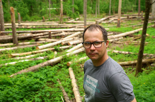 Ogres novada pašvaldības Tūrisma, sporta un atpūtas kompleksa "Zilie kalni" attīstības aģentūras direktora vietnieks Armands Pivors: "Mizgraužu radītā posta novēršanai bija jāatrod cits atrisinājums – pēc bojāto koku nociršanas tie bija jāaizvāc."