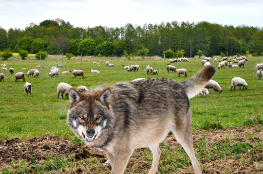 Vilks nekur nevilks! Turpat ganībās plosīs! Vilks nekur nevilks! Turpat ganībās plosīs!