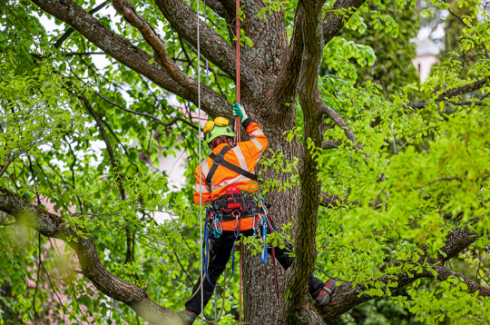 Kokus novērtē, kopj un to bīstamību nosaka sertificēti kokkopji jeb arboristi.