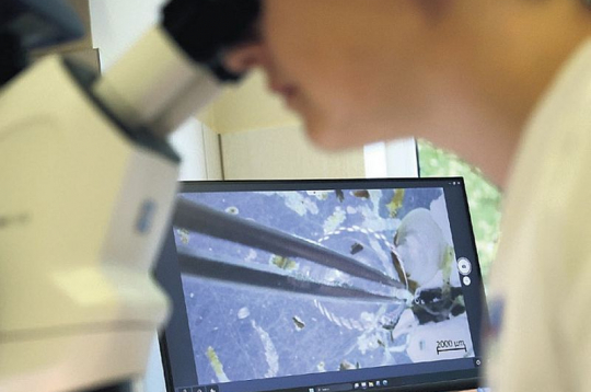 Jūras dibena organismu izpētes process Latvijas Hidroekoloģijas institūta laboratorijā.