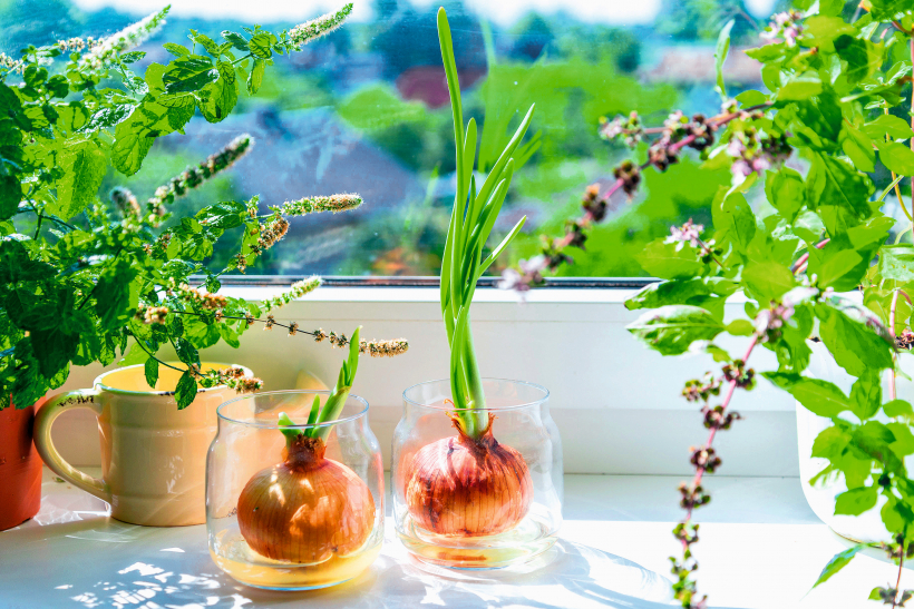 Garšaugi noder ne tikai gastronomiskiem nolūkiem, bet ir arī jauks akcents virtuves interjerā.